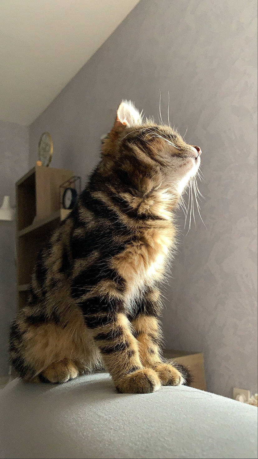 Kirua a rejoint le concours — aidez-le/la à gagner de superbes lots ! carnivore, cat, claw, domestic_short_haired_cat, felidae, flooring, fur, paw, room, sitting, small_to_medium_sized_cats, snout, tail, terrestrial_animal, wall_plate, whiskers, window