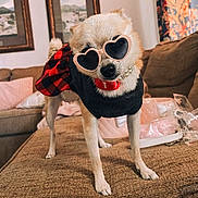 Amy is registered to the contest to win money with this photo: dog, sunglasses, heart_shaped, plaid_skirt, pearl_necklace, pet_clothing, indoor, couch, furniture, canine, cute, small_dog, fashion, accessory, portrait, standing, living_room, decor, funny, animal