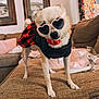 dog, sunglasses, heart_shaped, plaid_skirt, pearl_necklace, pet_clothing, indoor, couch, furniture, canine, cute, small_dog, fashion, accessory, portrait, standing, living_room, decor, funny, animal