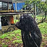 Pepper is registered to the contest to win money with this photo: dog, black_dog, outdoor, rain, wet_fur, leaves, grass, tree, house, bicycle, leash, pet, nature, foggy, wood, rustic, animal, weather, daytime, curious