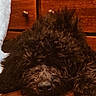 dog, black_dog, curly_fur, pet, lying_down, resting, nose, wooden_floor, cabinet, home_interior, cozy, close_up, fur, animal, domestic_animal, sleepy, indoors, brown, texture, cute