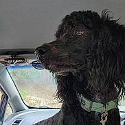 Pepper is registered to the contest to win money with this photo: dog, poodle, black_dog, curly_fur, pet, car_interior, window, sunglasses, collar, leash, side_view_mirror, dashboard, seat, alert, looking_out, daylight, vehicle, travel, companion, domestic_animal
