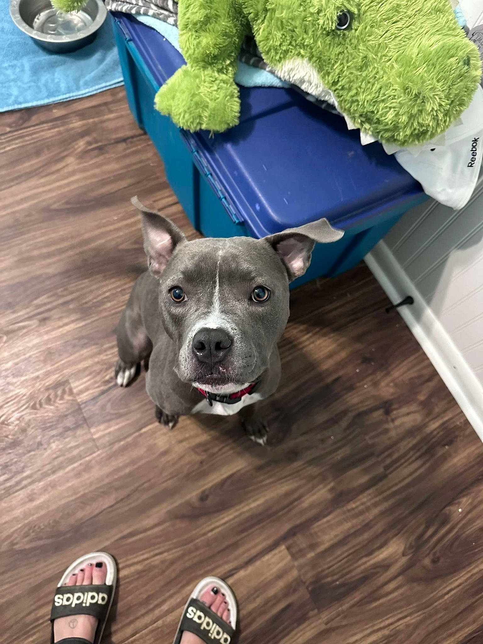 Sky is registered to the contest to win money with this photo: blue, canidae, carnivore, collar, companion_dog, dog, dog_breed, dog_collar, fawn, flooring, foot, green, hardwood, human_leg, outdoor_shoe, snout, walking_shoe, wood, wood_flooring, working_animal