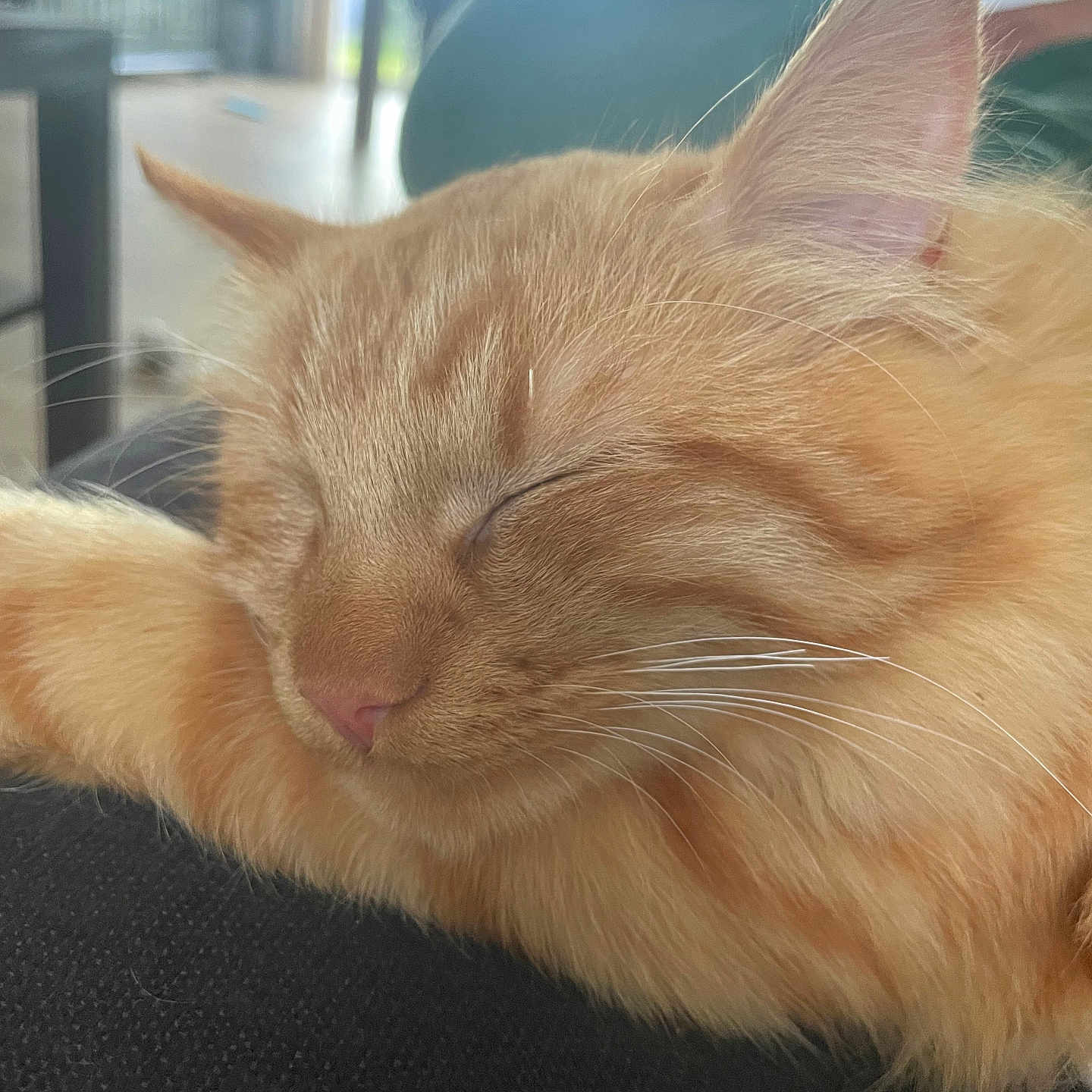 Winnie a rejoint le concours — aidez-le/la à gagner de superbes lots ! abyssinian, angora, animal, architecture, bodypart, building, cat, chair, couch, furniture, indoors, kitten, livingroom, manx, person, pet, room, siamese, sleeping, wood