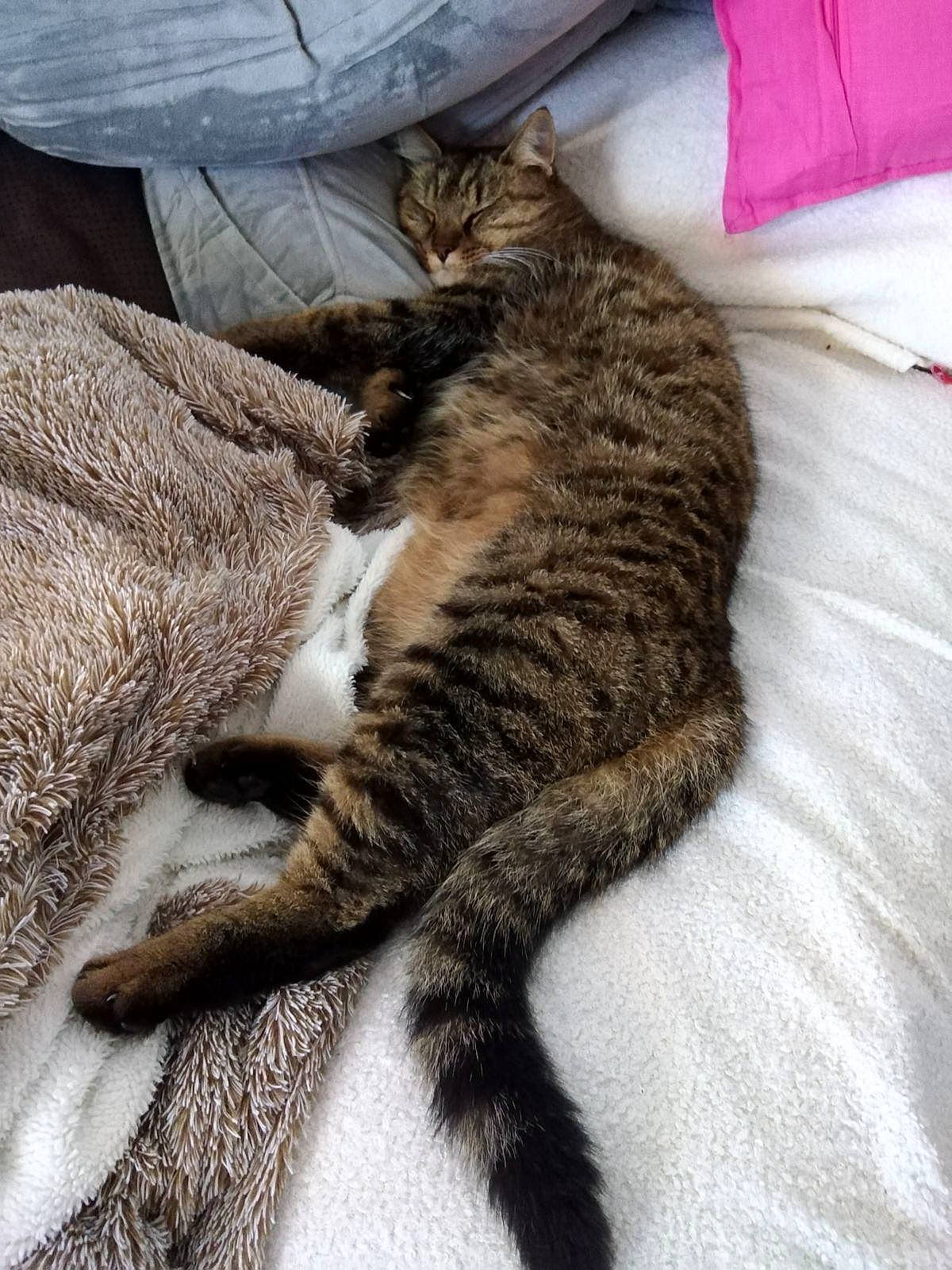 Microbe a rejoint le concours — aidez-le/la à gagner de superbes lots ! carnivore, cat, claw, comfort, domestic_short_haired_cat, felidae, fur, grey, linens, mammal, nap, paw, small_to_medium_sized_cats, tail, terrestrial_animal, vertebrate, whiskers