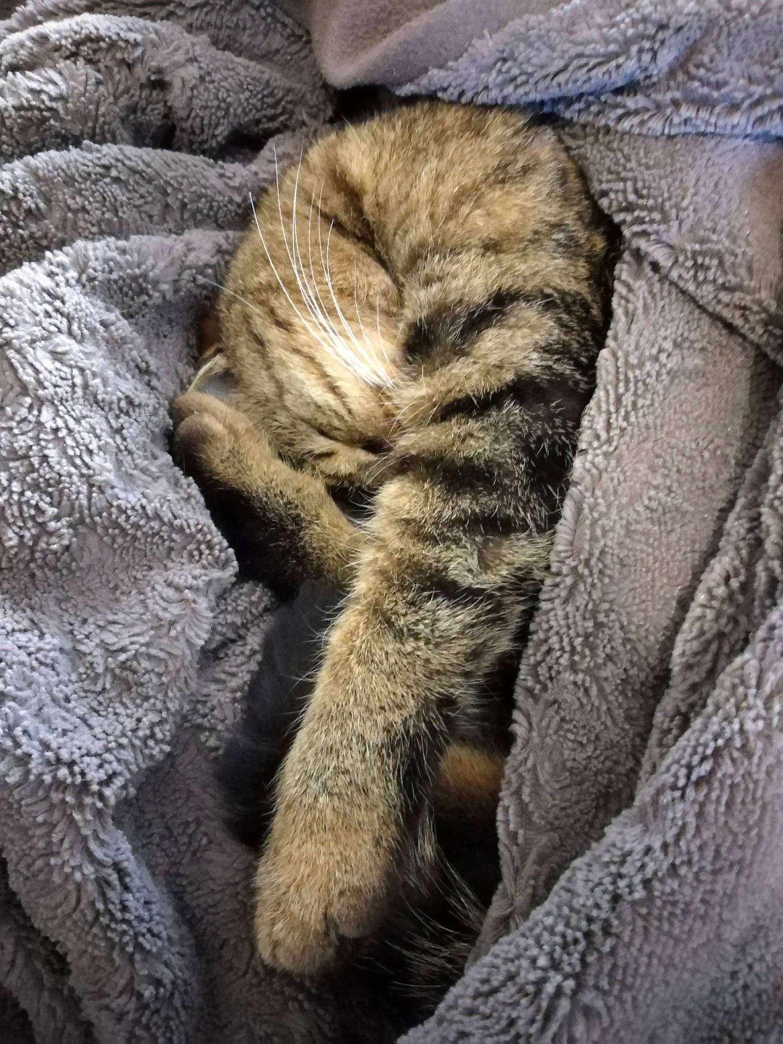 Microbe a rejoint le concours — aidez-le/la à gagner de superbes lots ! carnivore, cat, close_up, comfort, domestic_short_haired_cat, fawn, felidae, fur, grey, pattern, paw, plant, small_to_medium_sized_cats, snout, tail, terrestrial_animal, tree, whiskers, wood, wrinkle