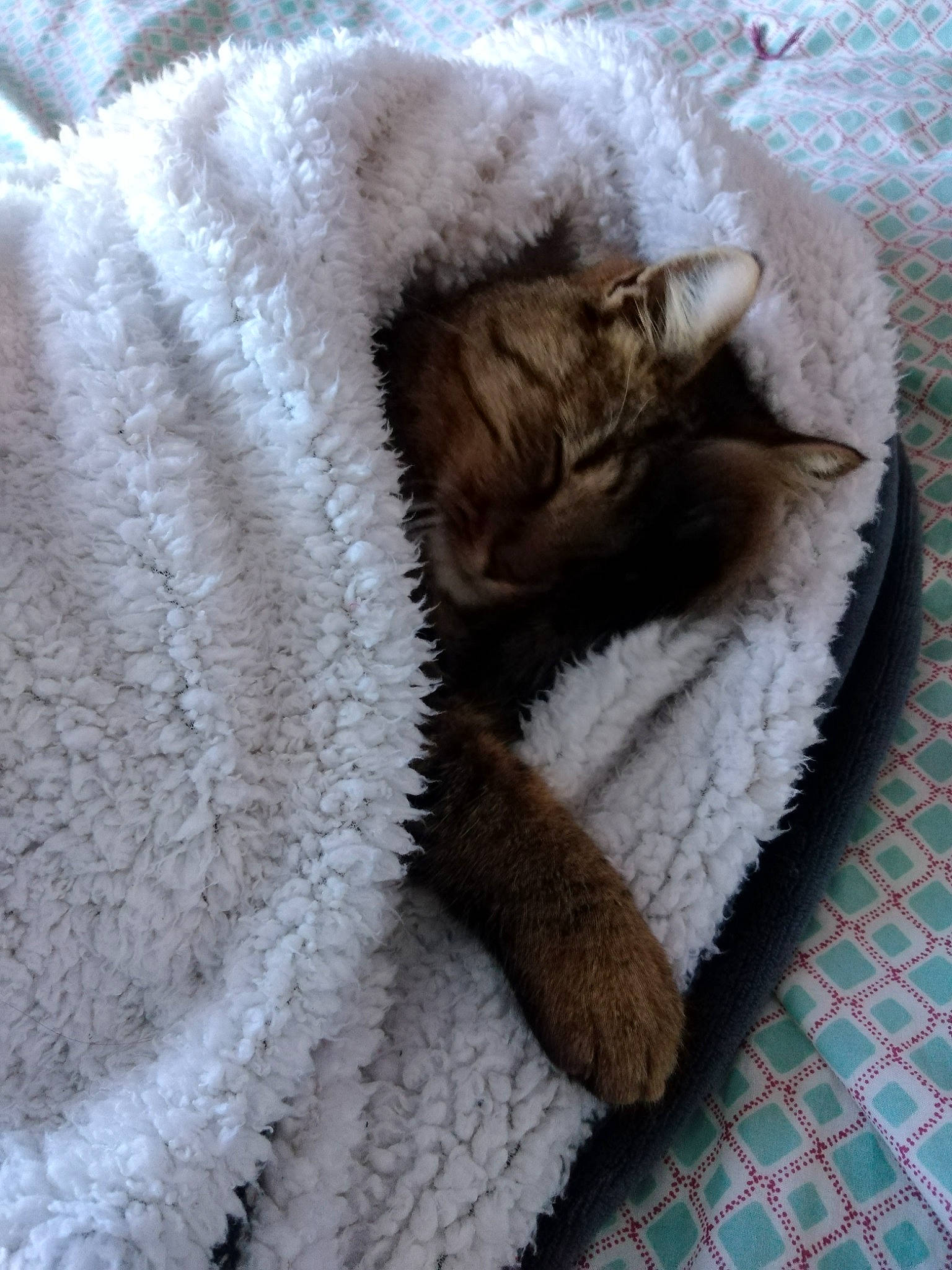 Microbe a rejoint le concours — aidez-le/la à gagner de superbes lots ! cap, cat, claw, comfort, domestic_short_haired_cat, fawn, felidae, fur, fur_clothing, grey, knitting, linens, paw, small_to_medium_sized_cats, snout, tail, thread, whiskers, woolen, woven_fabric