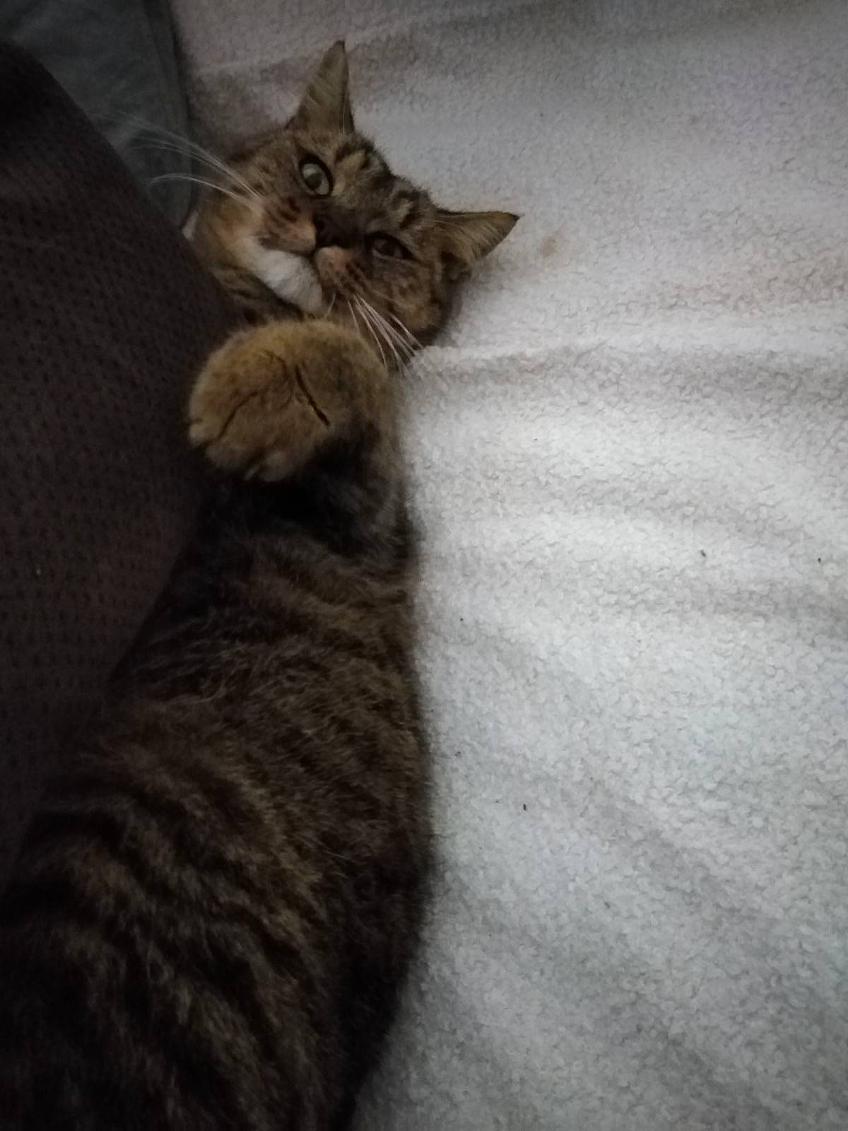 Microbe a rejoint le concours — aidez-le/la à gagner de superbes lots ! black_cat, carnivore, cat, claw, darkness, domestic_short_haired_cat, felidae, flooring, fur, grey, paw, sand, shadow, small_to_medium_sized_cats, tail, whiskers, wildlife, wood