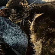 Cali is registered to the contest to win money with this photo: animal, blanket, cat, closeup, cozy, cute, domestic_animal, feline, fur, indoor, mammal, nap, peaceful, pet, relaxed, resting, sleeping, soft_texture, tortoiseshell, whiskers