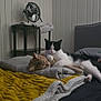 Bandit is registered to the contest to win money with this photo: animal, bed, black_and_white_cat, blanket, cat, cats, cozy, cute, fan, feline, furniture, indoor, orange_cat, paw, pet, quilt, relaxing, resting, sleeping, table
