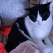 Bandit is registered to the contest to win money with this photo: animal, arm, black_and_white, blanket, cat, close_up, comfort, cute, domestic, floral_bedding, fur, home, indoor, nap, pet, relaxation, resting, sleepy, soft_texture, tattoo