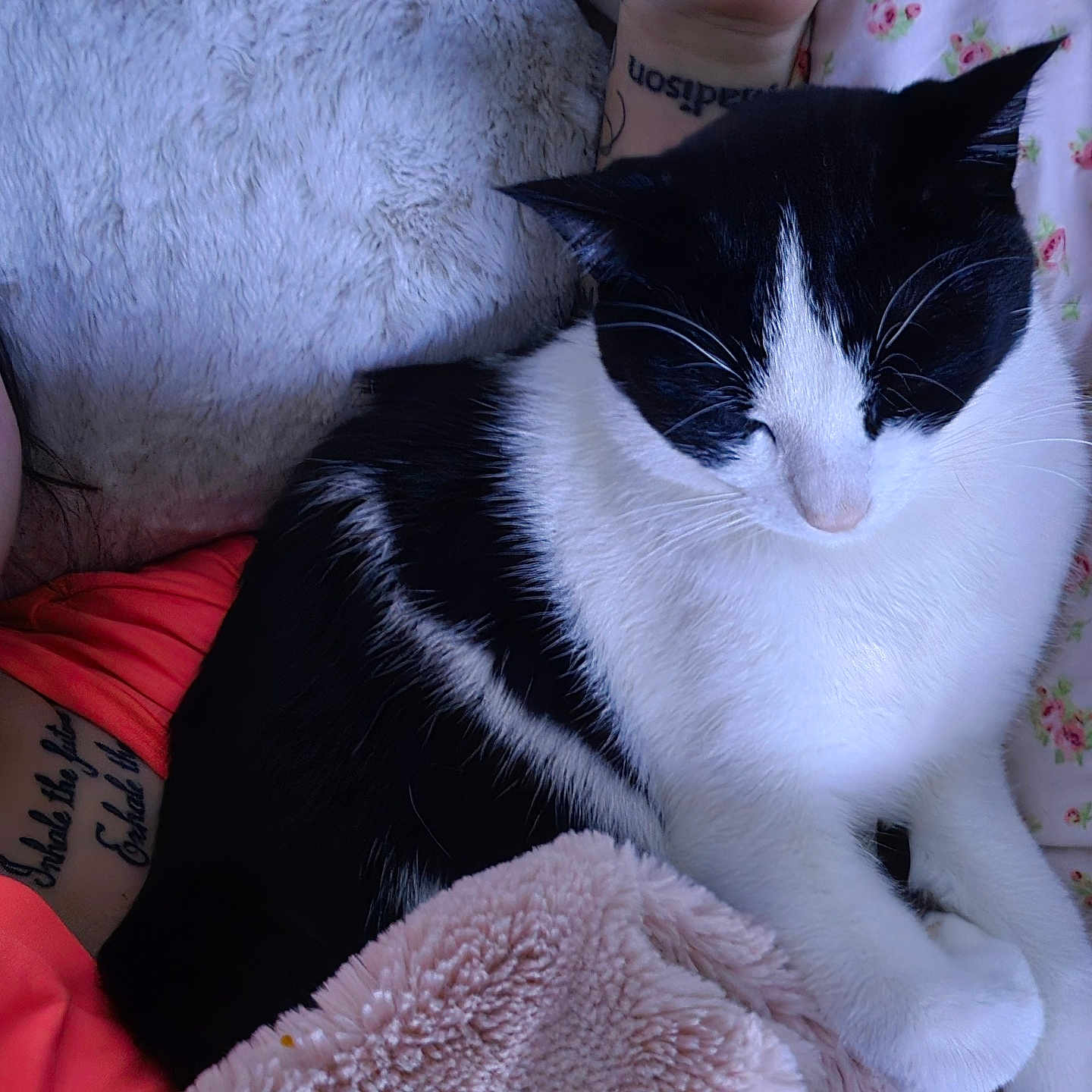 Bandit is registered to the contest to win money with this photo: animal, arm, black_and_white, blanket, cat, close_up, comfort, cute, domestic, floral_bedding, fur, home, indoor, nap, pet, relaxation, resting, sleepy, soft_texture, tattoo