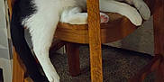 Bandit is registered to the contest to win money with this photo: animal, black_and_white, carpet, cat, cozy, cute, domestic, feline, furniture, household, indoor, legs, mammal, paw, pet, relaxed, resting, sleepy, tail, wooden_chair
