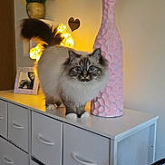 Bella joined the competition — help win amazing prizes! animal, blue_eyes, cat, cozy, decor, dressed, fluffy, furniture, heart_shape, home, indoor, lighting, ornament, pet, photo_frame, pink_vase, plant, tabletop, white_dresser, yellow_light