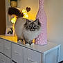 animal, blue_eyes, cat, cozy, decor, dressed, fluffy, furniture, heart_shape, home, indoor, lighting, ornament, pet, photo_frame, pink_vase, plant, tabletop, white_dresser, yellow_light
