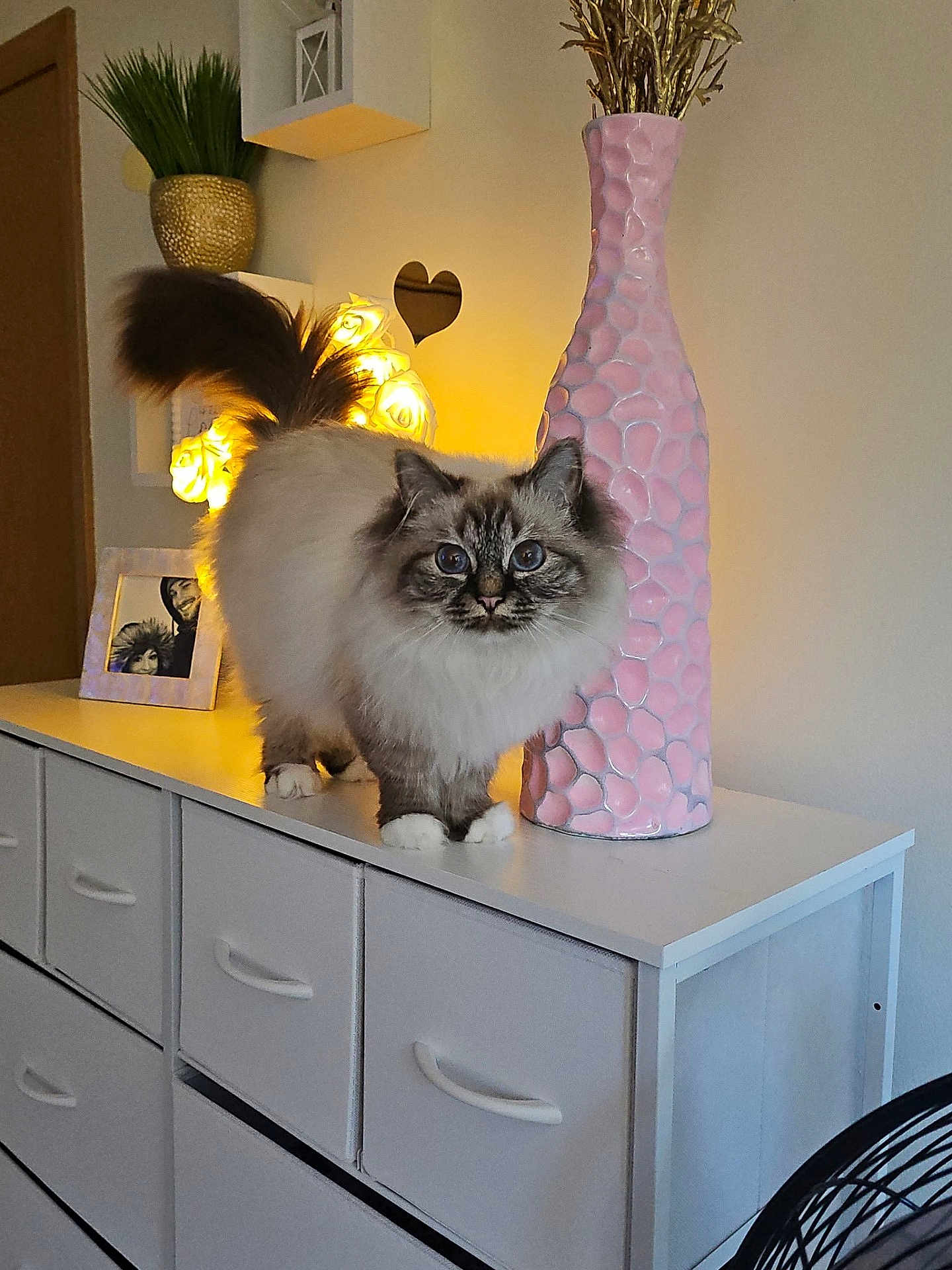 Bella