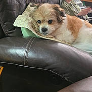 Jone Z joined the competition — help win amazing prizes! brown, casual, comfort, couch, dog, fur, furniture, home, indoor, leather, oxygen_tube, person, pet, pillow, relaxing, resting, seated, tablet, white, window