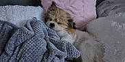 Jone Z is registered to the contest to win money with this photo: blanket, comfort, couch, cozy, cute, dog, fur, furry, home, indoor, nap, pet, pillow, relaxation, resting, sleeping, small_dog, snuggled, soft, tail