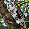 Nachos participe au concours pour gagner de l'argent avec cette photo : cat, animal, pet, feline, tree, branches, outdoors, nature, wildlife, tabby, white_fur, gray_fur, green_eyes, sitting, climbing, curious, portrait, leaves, wood, daylight