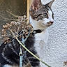 Nachos a rejoint le concours — aidez-le/la à gagner de superbes lots ! cat, kitten, tabby, white_fur, animal, pet, harness, leash, sitting, portrait, outdoors, ledge, wall, stucco, dried_flowers, bouquet, green_eyes, whiskers, side_profile, curious