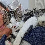 Nachos participe au concours pour gagner de l'argent avec cette photo : cat, kitten, tabby, white_fur, striped_fur, sleeping, relaxed, cozy, indoor, lap, blanket, cushion, sofa, pet, animal, paws, whiskers, closed_eyes, portrait, snuggling