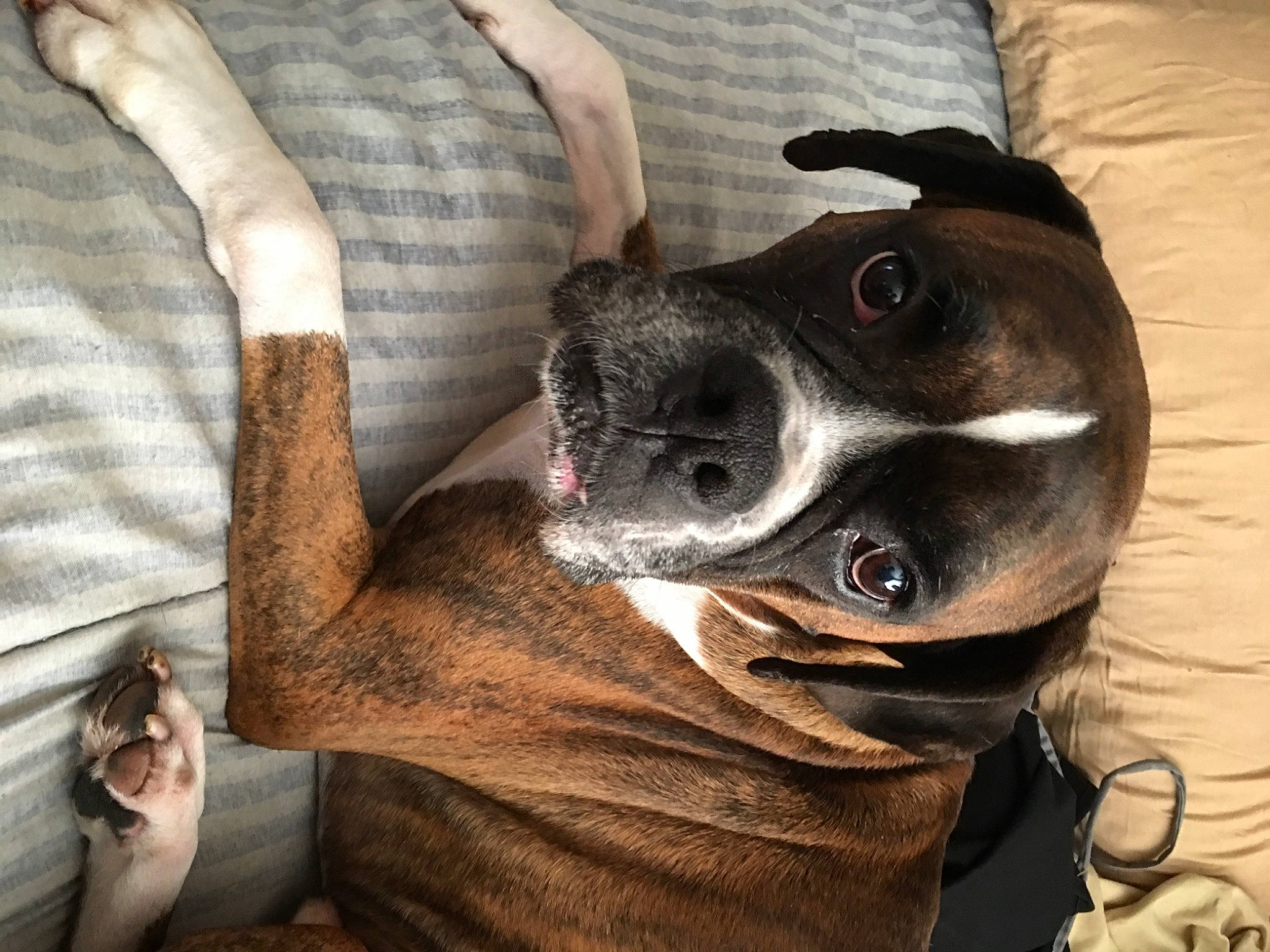 Tony is registered to the contest to win money with this photo: carnivore, collar, comfort, companion_dog, dog, dog_breed, dog_collar, ear, elbow, gesture, grey, jaw, nail, personal_protective_equipment, selfie, sleeve, snout, sporting_group, working_animal, wrist