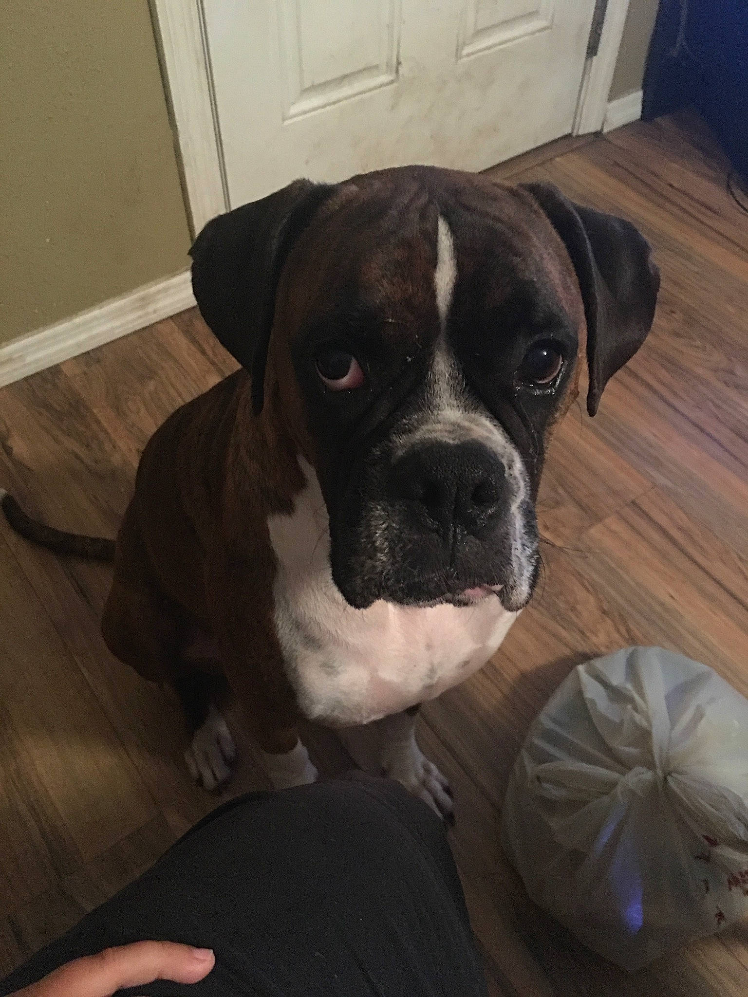 Tony is registered to the contest to win money with this photo: boston_terrier, boxer, canidae, carnivore, comfort, companion_dog, dog, dog_breed, fawn, flooring, hardwood, metal, non_sporting_group, plastic_bag, snout, sporting_group, whiskers, wood, working_animal, working_dog