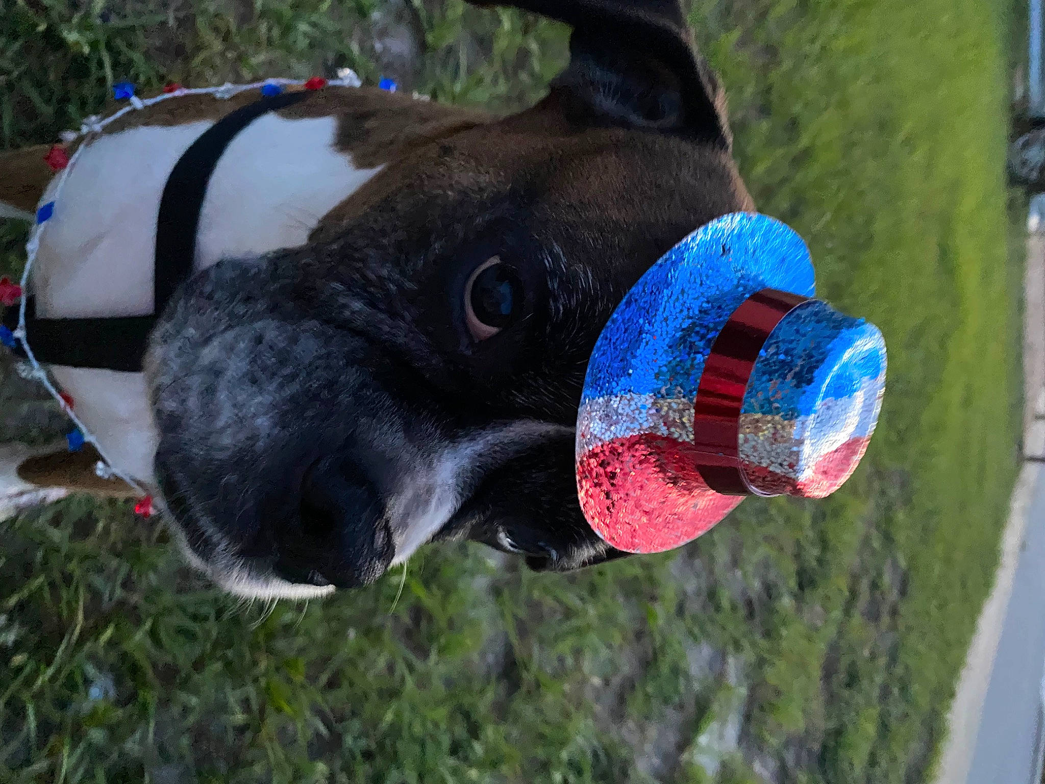 Tony is registered to the contest to win money with this photo: art, carnivore, collar, companion_dog, dog, dog_breed, dog_collar, dog_supply, electric_blue, fawn, grass, personal_protective_equipment, plant, recreation, sculpture, snout, sporting_group, toy, water, working_animal