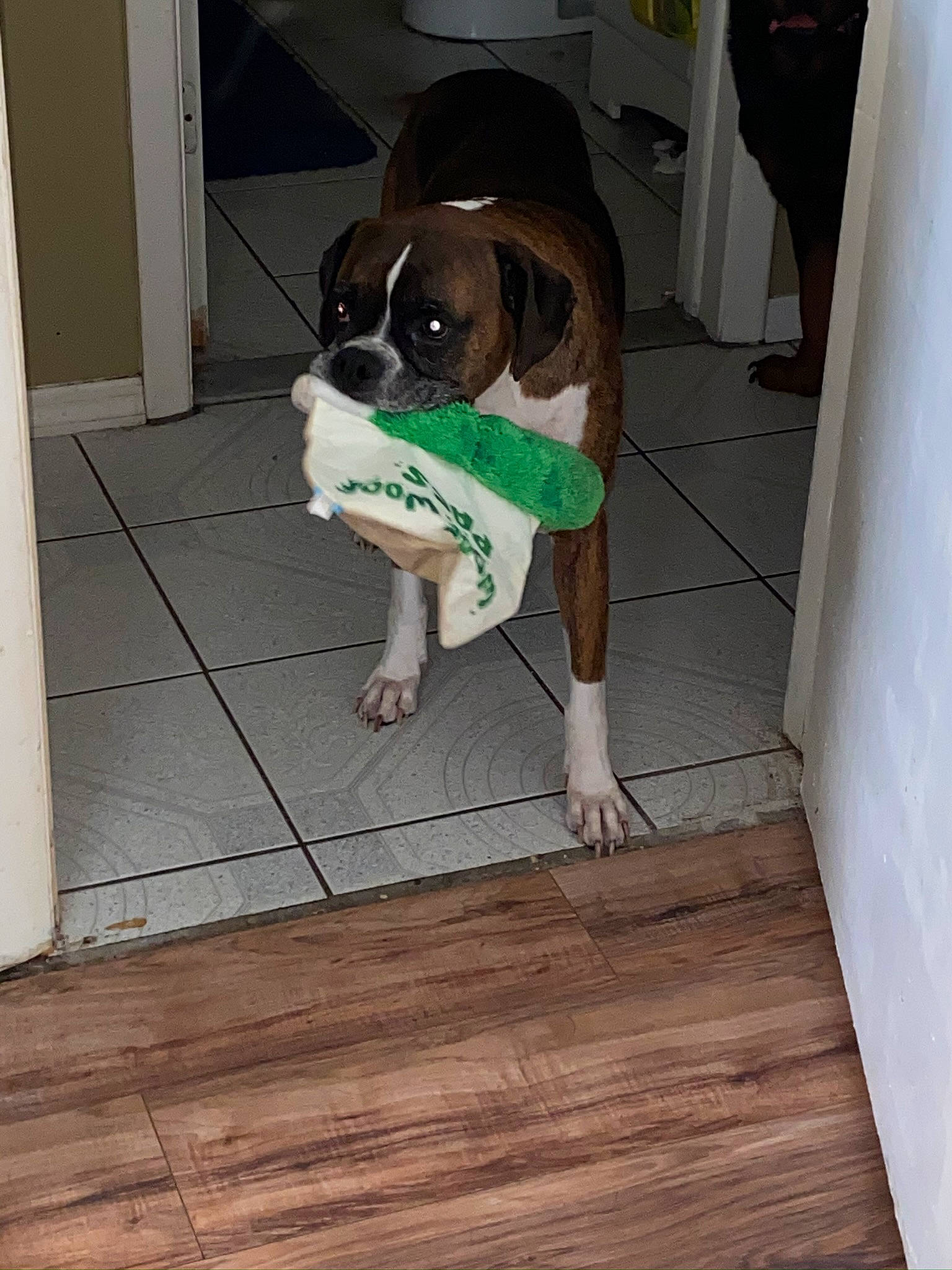 Tony joined the competition — help win amazing prizes! canidae, carnivore, companion_dog, dog, dog_breed, door, fawn, floor, flooring, hardwood, laminate_flooring, pet_supply, plank, porch, snout, tail, wood, wood_flooring, wood_stain, working_animal
