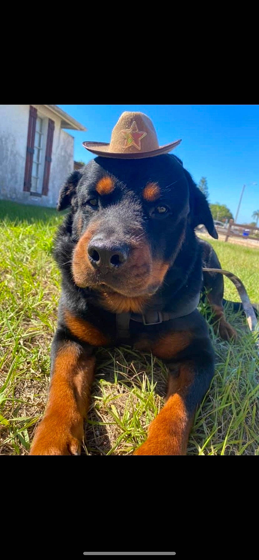 Tyson joined the competition — help win amazing prizes! canidae, carnivore, companion_dog, dog, dog_breed, fashion_accessory, fur, grass, hat, landscape, liver, plant, rottweiler, sky, snout, sporting_group, sun_hat, terrestrial_animal, working_animal, working_dog
