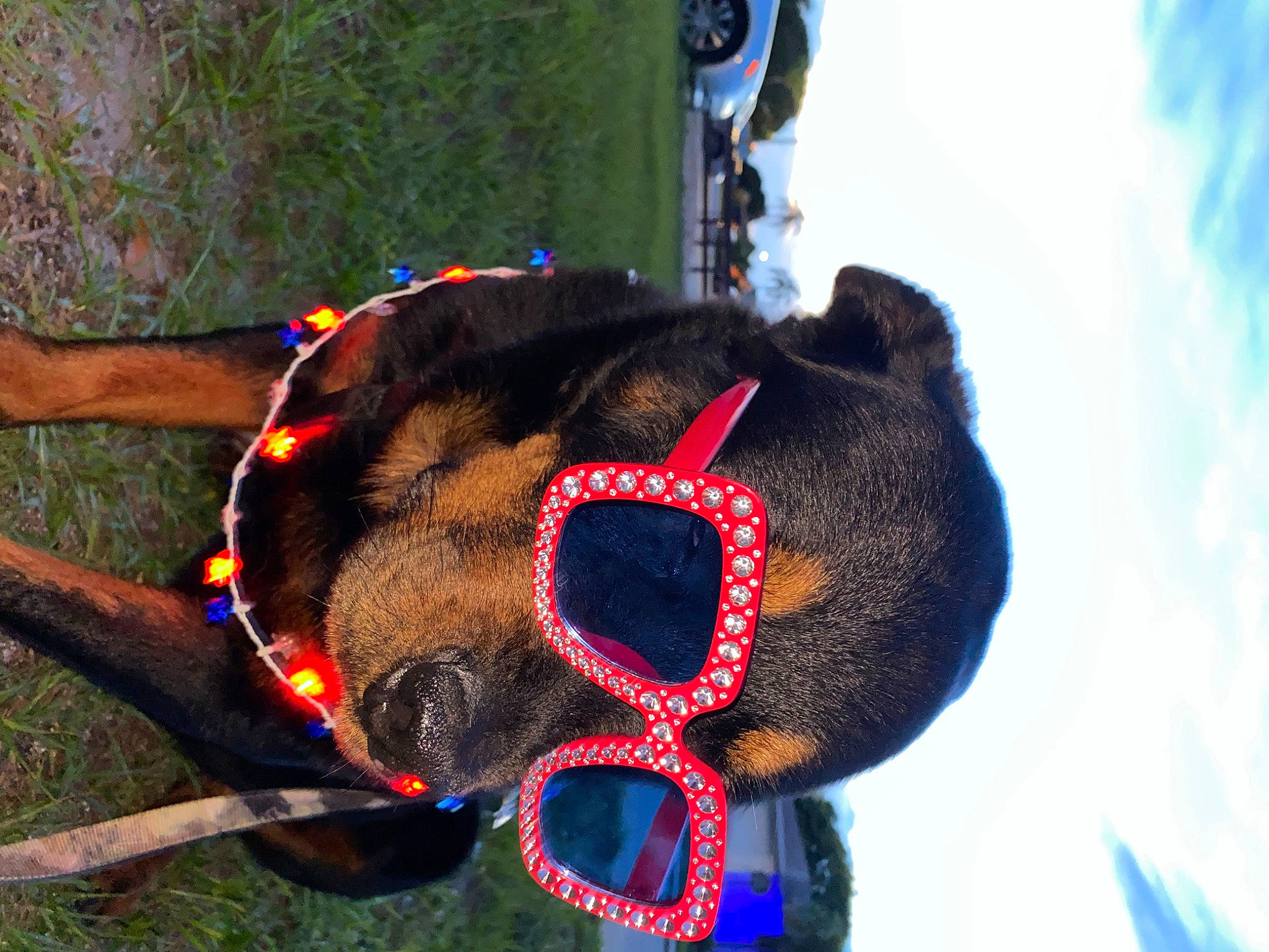 Tyson is registered to the contest to win money with this photo: cloud, collar, electric_blue, eyewear, fashion_accessory, fur, grass, headgear, leash, pack_animal, personal_protective_equipment, plant, sky, snout, sunglasses, terrestrial_animal, wool, working_animal