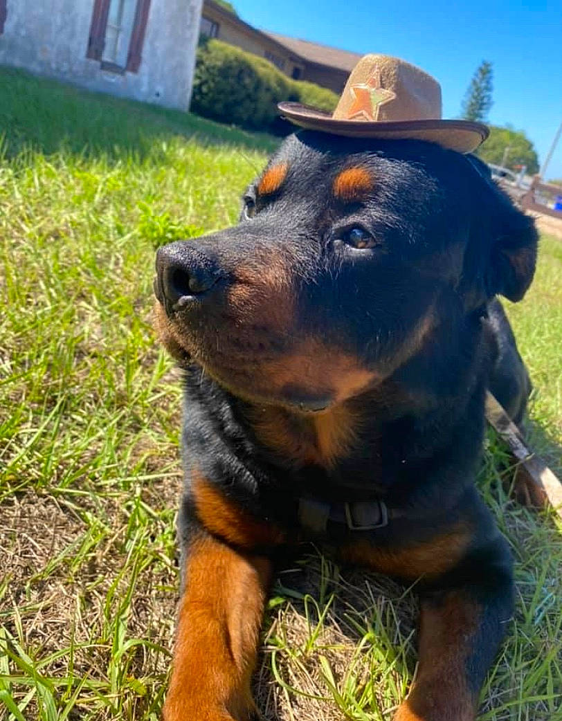 Tyson is registered to the contest to win money with this photo: canidae, carnivore, collar, companion_dog, dog, dog_breed, door, fawn, fedora, grass, hat, plant, rottweiler, sky, snout, sporting_group, sun_hat, terrestrial_animal, working_animal, working_dog