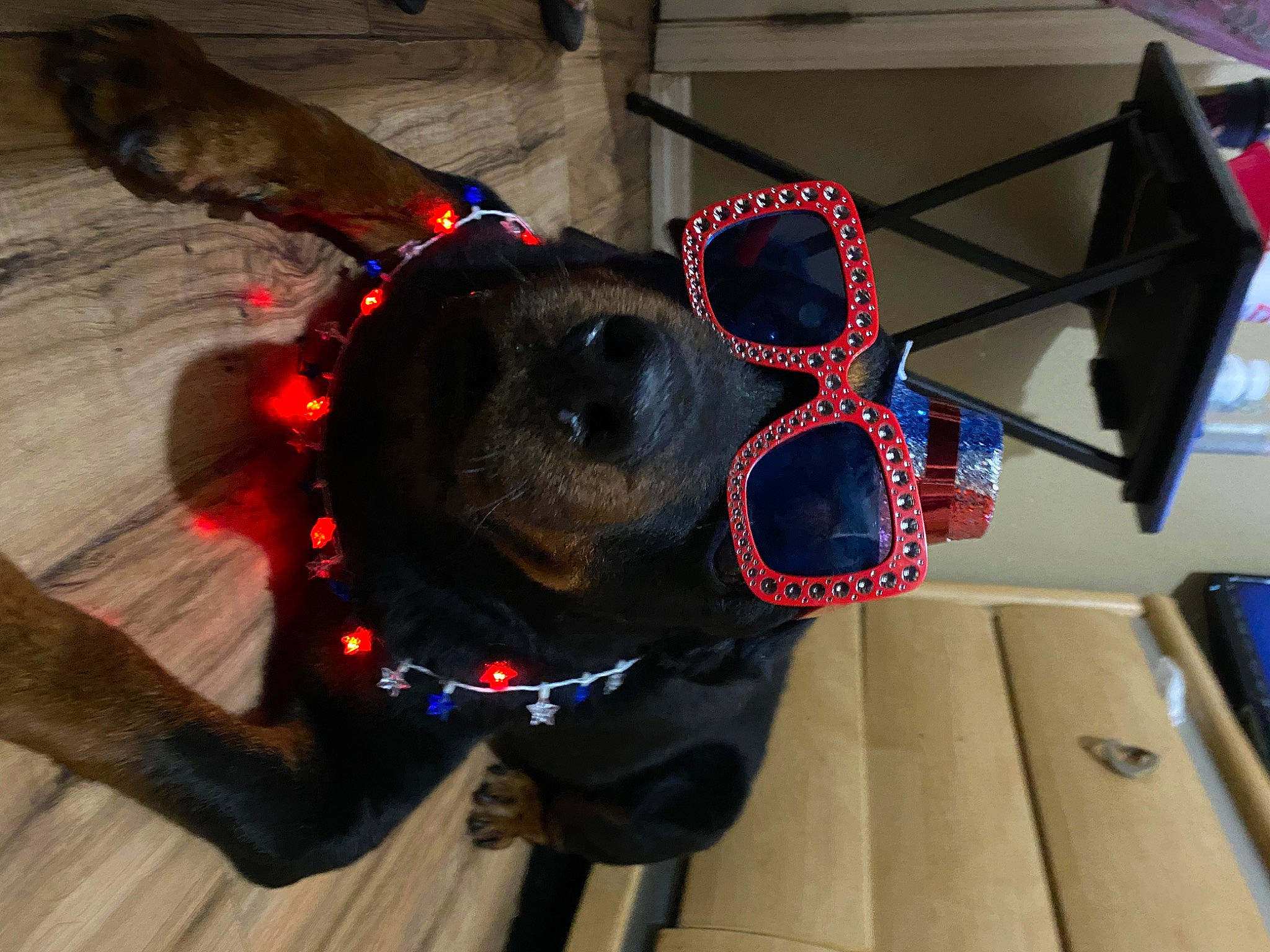 Tyson is registered to the contest to win money with this photo: carnivore, collar, companion_dog, dog, dog_breed, dog_collar, dog_supply, fashion_accessory, fawn, fur, giant_dog_breed, guard_dog, leash, liver, personal_protective_equipment, pet_supply, snout, sporting_group, working_animal, working_dog