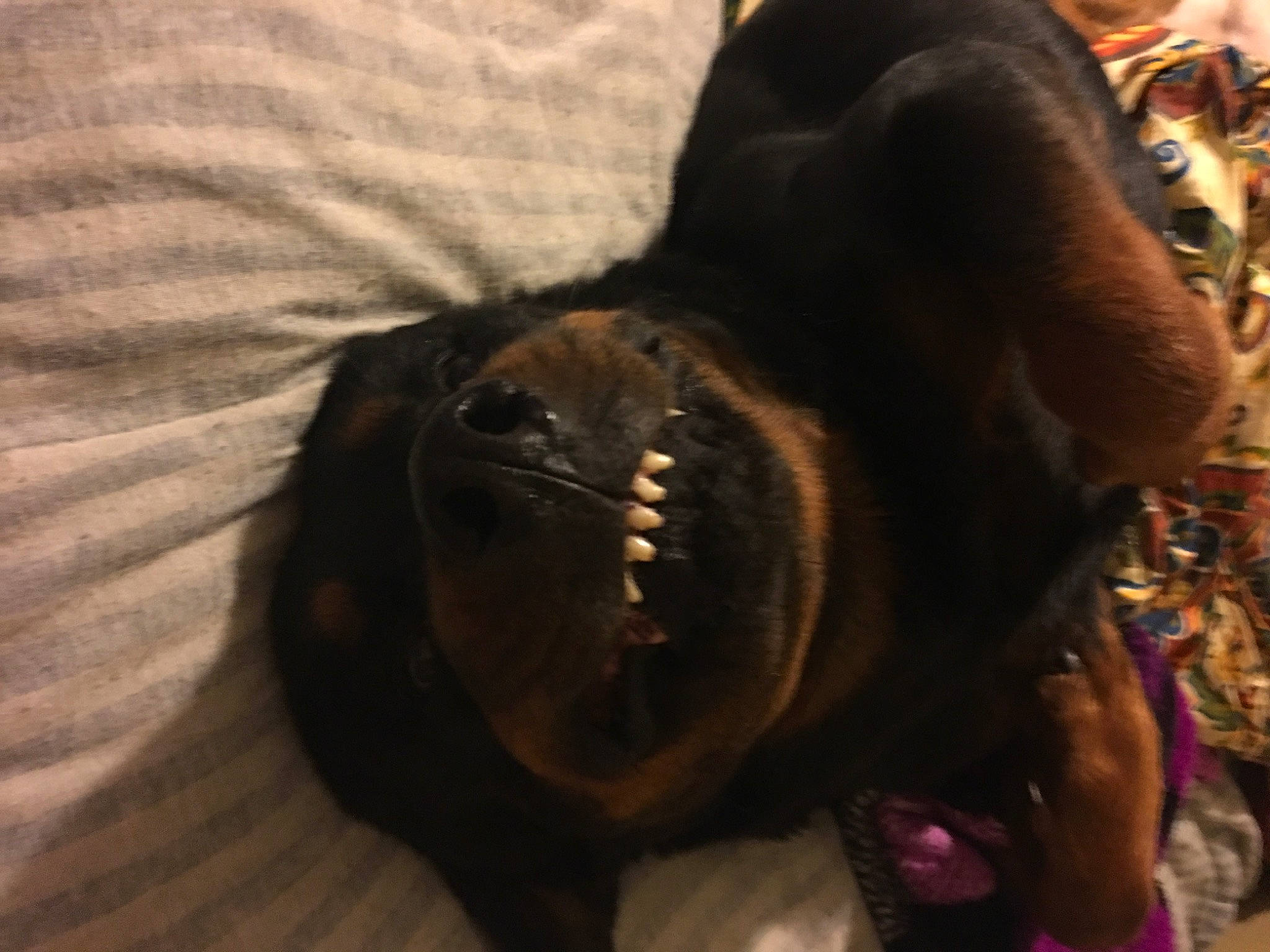 Tyson joined the competition — help win amazing prizes! canidae, carnivore, claw, companion_dog, dog, dog_breed, ear, fang, fawn, fur, guard_dog, liver, paw, snout, sporting_group, terrestrial_animal, whiskers, wildlife, working_animal