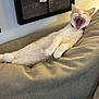 cat, feline, lounging, couch, indoor, yawning, pet, relaxed, beige, fur, mouth_open, teeth, whiskers, animal, domestic, sleepy, comfortable, living_room, portrait, resting