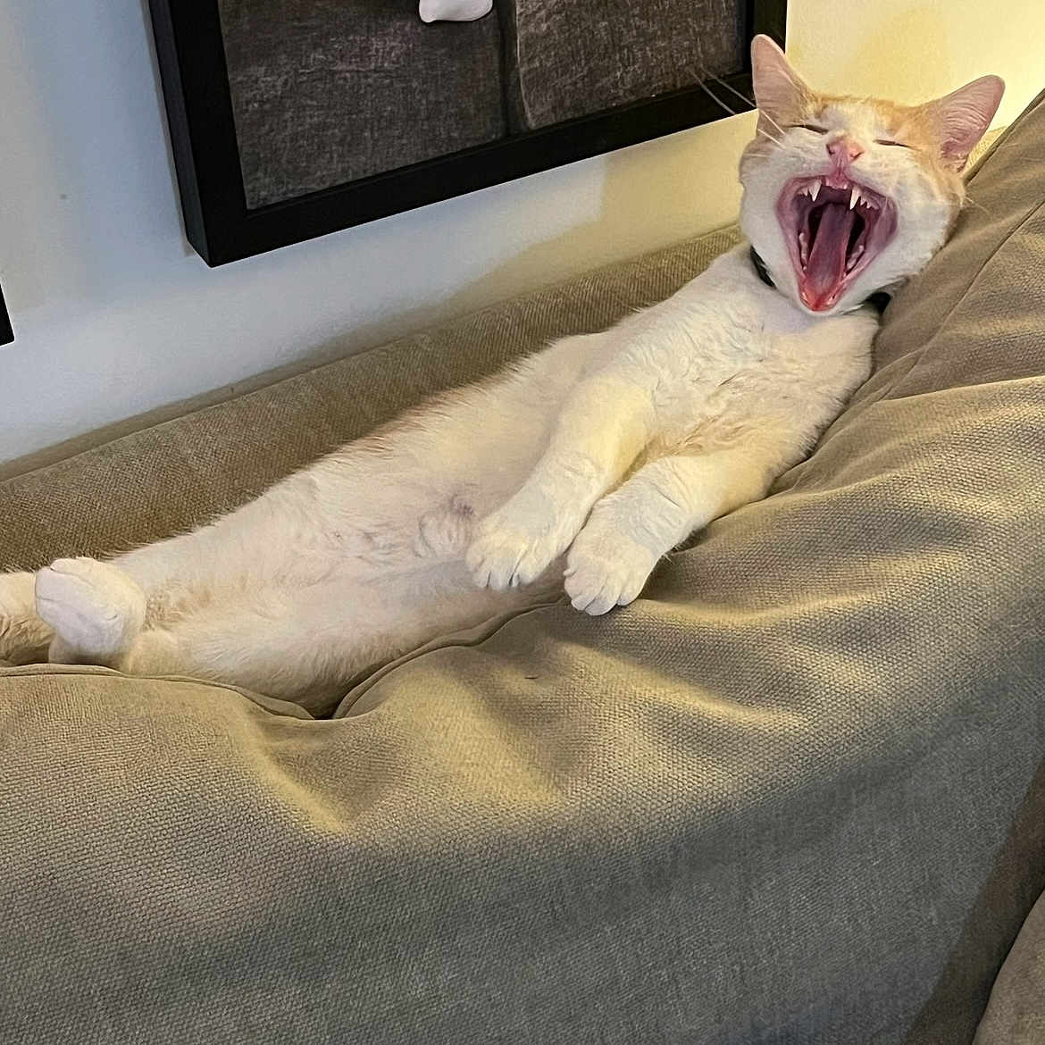Apollo joined the competition — help win amazing prizes! animal, beige, cat, comfortable, couch, domestic, feline, fur, indoor, living_room, lounging, mouth_open, pet, portrait, relaxed, resting, sleepy, teeth, whiskers, yawning