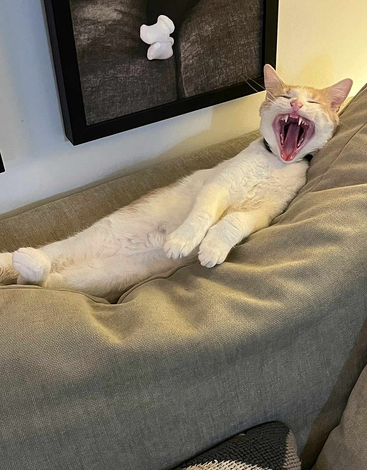 Apollo joined the competition — help win amazing prizes! cat, feline, lounging, couch, indoor, yawning, pet, relaxed, beige, fur, mouth_open, teeth, whiskers, animal, domestic, sleepy, comfortable, living_room, portrait, resting