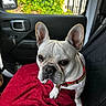 Macho is registered to the contest to win money with this photo: dog, french_bulldog, pet, car_interior, red_blanket, seat, curious_expression, leash, white_dog, canine, close_up, indoor, side_mirror, greenery, window, black_seat_cover, animal, portrait, companion, vehicle