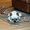 dog, french_bulldog, pet, indoor, rug, brown_couch, floor, resting, lying_down, animal, canine, white_dog, ears, small_dog, living_room, cozy, home, cute, sleepy, relaxed