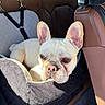 Macho joined the competition — help win amazing prizes! dog, french_bulldog, pet_bed, car_interior, brown_leather, sunlight, ears, face, animal, pet, seat, vehicle, comfort, relaxed, closeup, indoor, transportation, canine, resting, companion