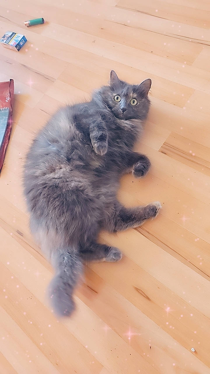 Grace joined the competition — help win amazing prizes! british_longhair, carnivore, cat, claw, domestic_short_haired_cat, fawn, felidae, floor, flooring, fur, grey, hardwood, paw, sitting, small_to_medium_sized_cats, snout, tail, whiskers, wood, wood_flooring