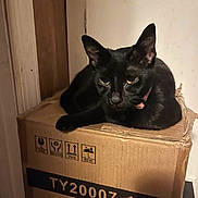 Mouse joined the competition — help win amazing prizes! black_cat, cat, indoor, cardboard_box, feline, pet, relaxed, animal, fur, box, resting, domestic_cat, whiskers, ears, collar, shadow, floor, wall, quiet, home