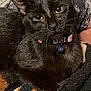 Mouse joined the competition — help win amazing prizes! black_cat, cat, animal, pet, collar, bell, feline, whiskers, close_up, indoor, cozy, blanket, resting, cute, fur, portrait, domestic_cat, looking_at_camera, comfort, soft_texture