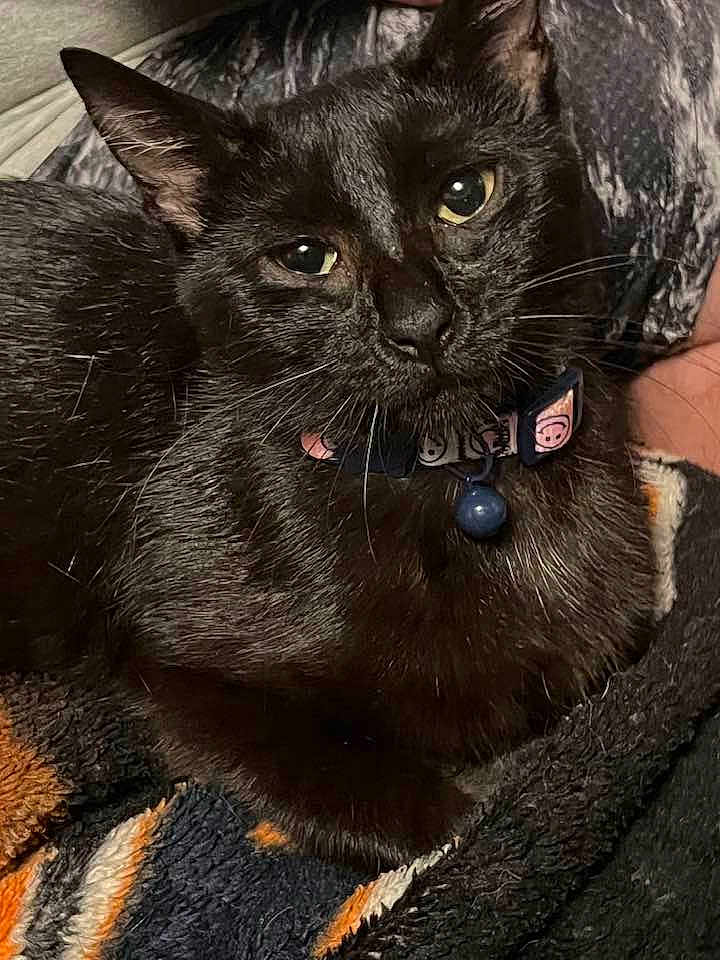 Mouse joined the competition — help win amazing prizes! black_cat, cat, animal, pet, collar, bell, feline, whiskers, close_up, indoor, cozy, blanket, resting, cute, fur, portrait, domestic_cat, looking_at_camera, comfort, soft_texture