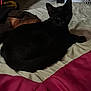 Mouse is registered to the contest to win money with this photo: black_cat, cat, pet, animal, bed, blanket, quilt, indoor, furniture, resting, looking, curious, dark, shadow, household, cozy, fur, ears, eyes, domestic