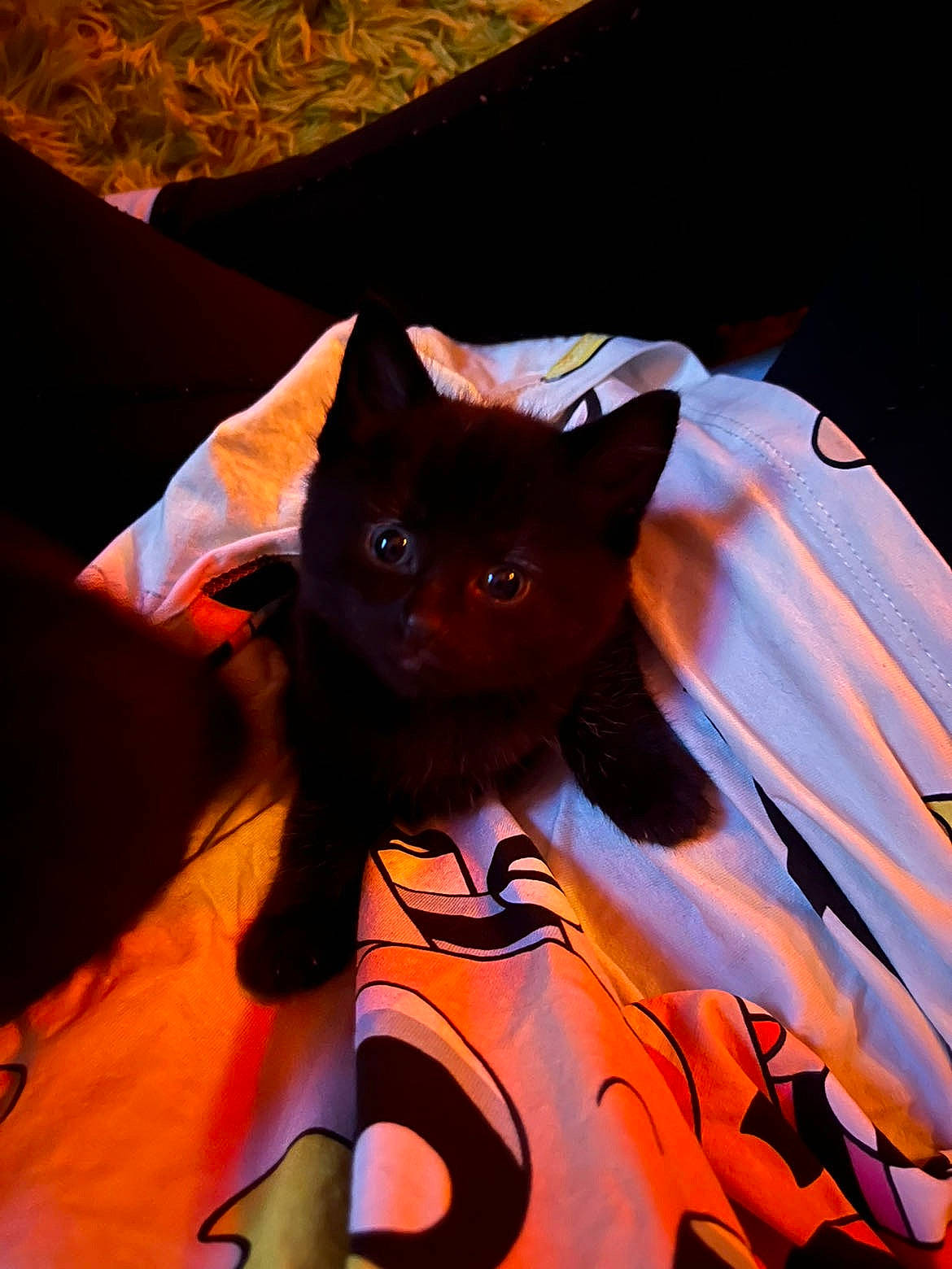 Fish is registered to the contest to win money with this photo: carmine, carnivore, cat, costume, costume_hat, darkness, electric_blue, event, fashion_accessory, felidae, fictional_character, fur, orange, pattern, purple, sleeve, small_to_medium_sized_cats, snout, t_shirt, whiskers