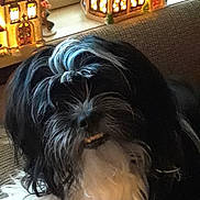 Moki is registered to the contest to win money with this photo: dog, black_and_white, fluffy, pet, indoor, couch, decorations, miniature_houses, lighting, cozy, fur, animal, face, whiskers, home, furniture, window_blinds, relaxing, cute, portrait
