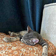 Austin participe au concours pour gagner de l'argent avec cette photo : animal, cat, closeup, comfort, cozy, curtain, cushion, floral_pattern, furniture, gray_tabby, home, indoor, orange, paws, pet, relaxing, resting, sleeping, soft_light, texture