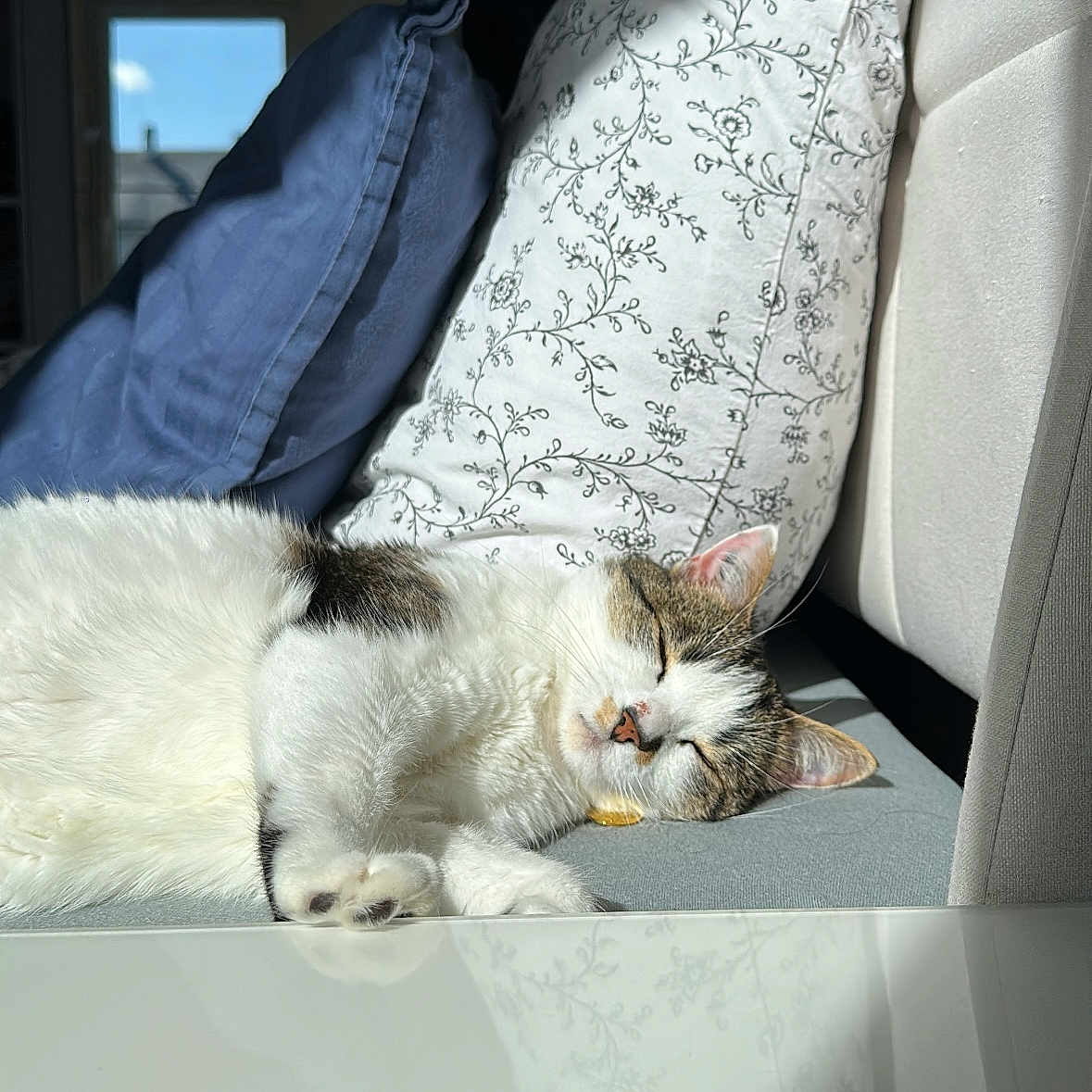Luly participe au concours pour gagner de l'argent avec cette photo : animal, cat, comfort, couch, cozy, domestic, feline, fur, home, indoor, nap, peaceful, pet, pillow, relaxation, resting, sleeping, sunlight, tabby, white