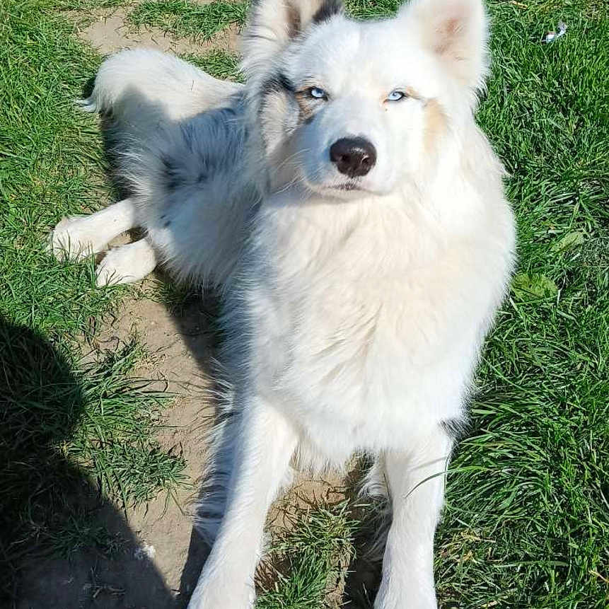 Flocon participe au concours pour gagner de l'argent avec cette photo : animal, backyard, ball, canine, dog, eskimodog, grass, husky, lawn, nature, outdoors, park, pet, plant, puppy, sport, tennis, tennisball, whitedog, yard
